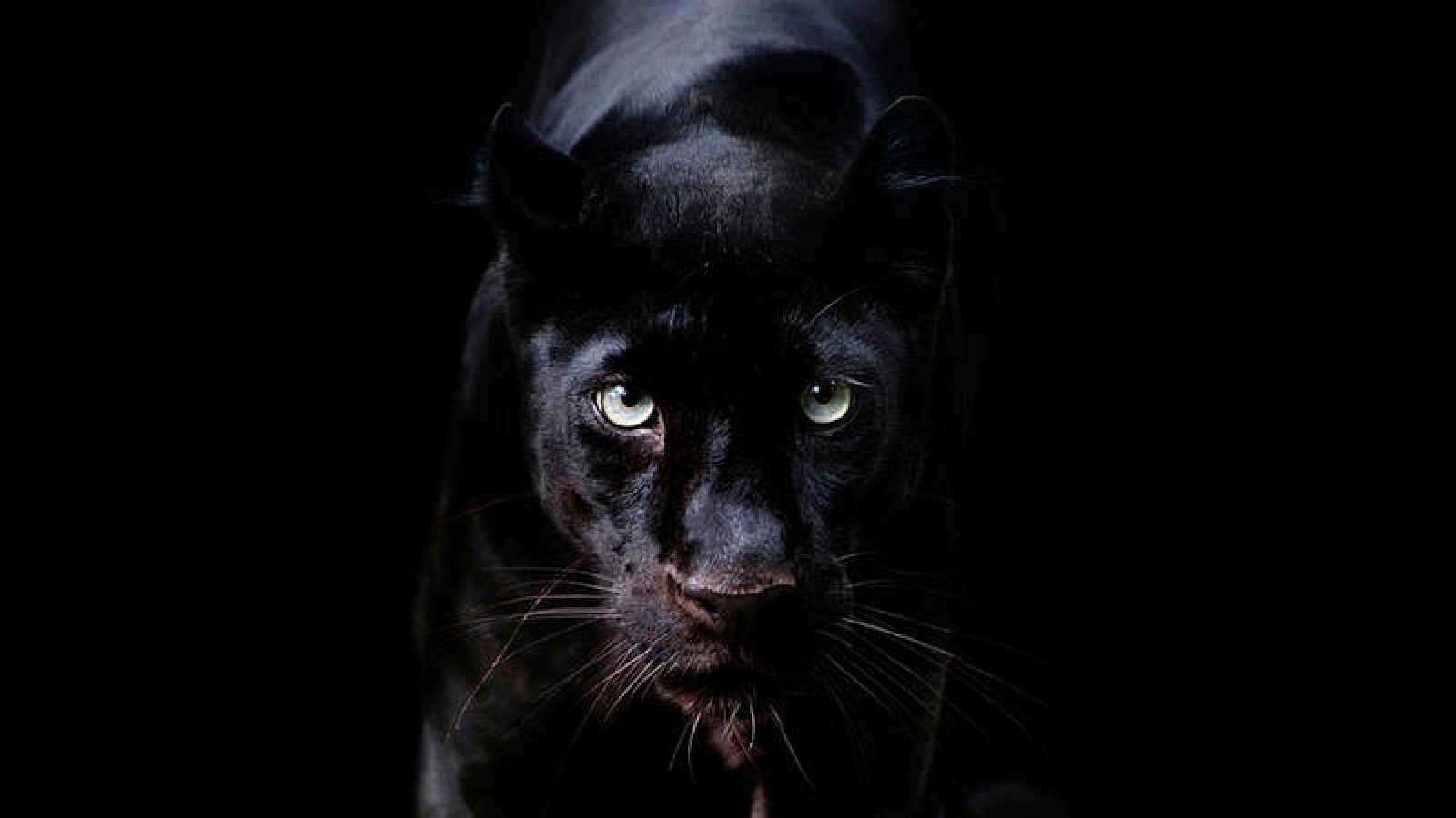 Черная пантера на черном фоне