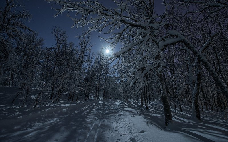 Лес снег ночь