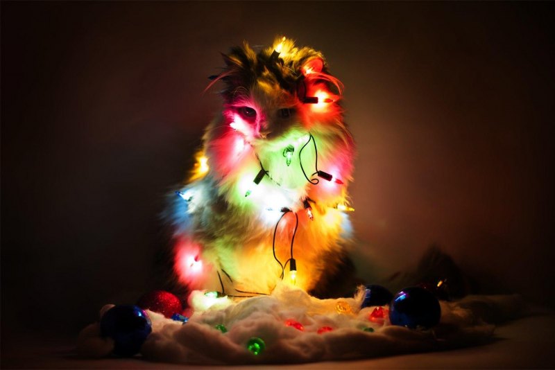 Грустный Лисенок