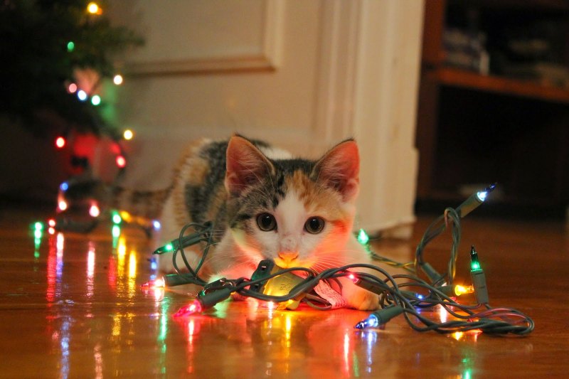 Лисы аниме животные