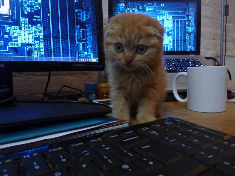 Кот хакер Мем