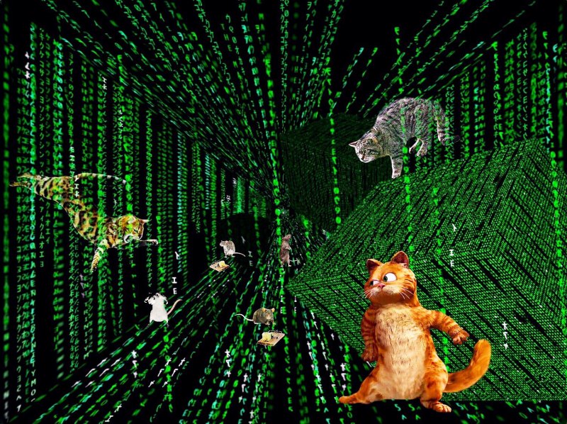 Коты хакеры