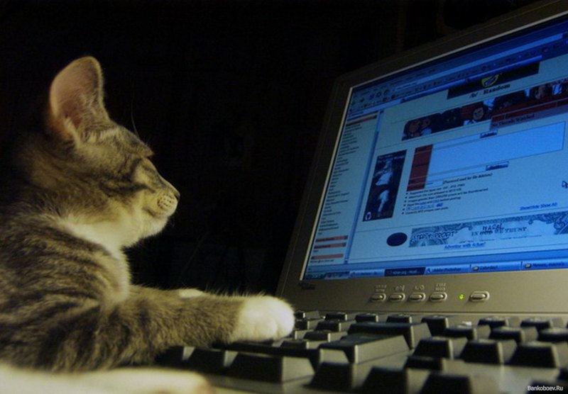 Котенок хакер