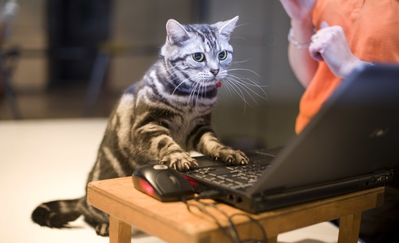 Кошка и компьютер