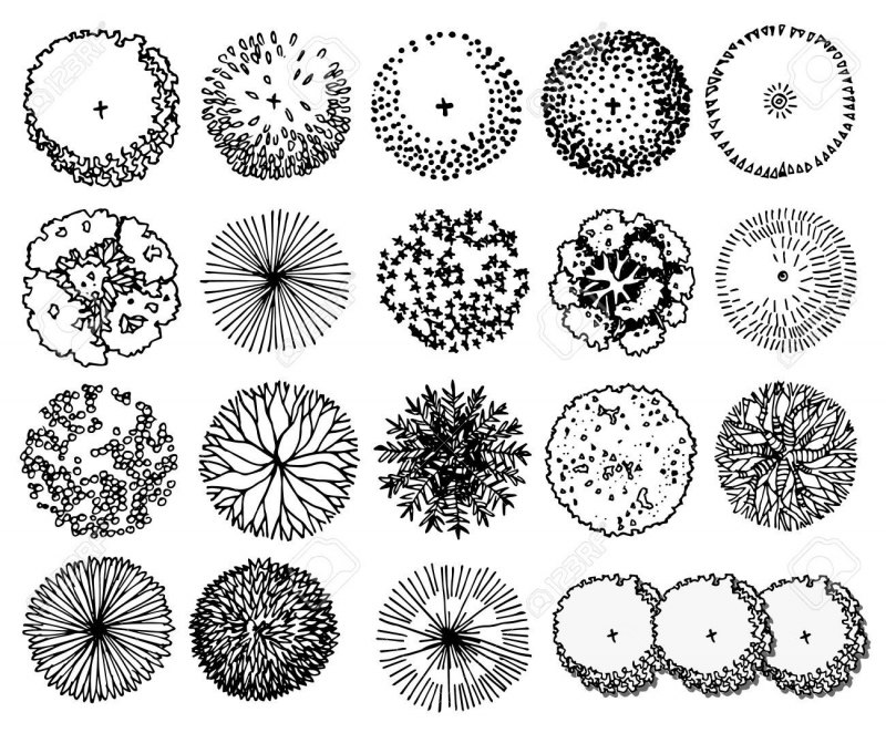 Условные обозначения деревьев на плане