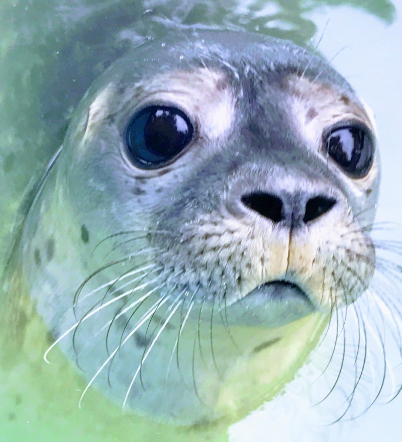 Тюленьчик Чиби