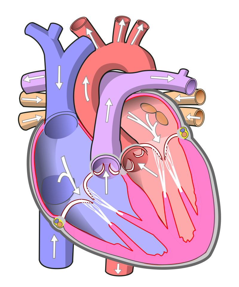 Сердце человека картинка анатомия