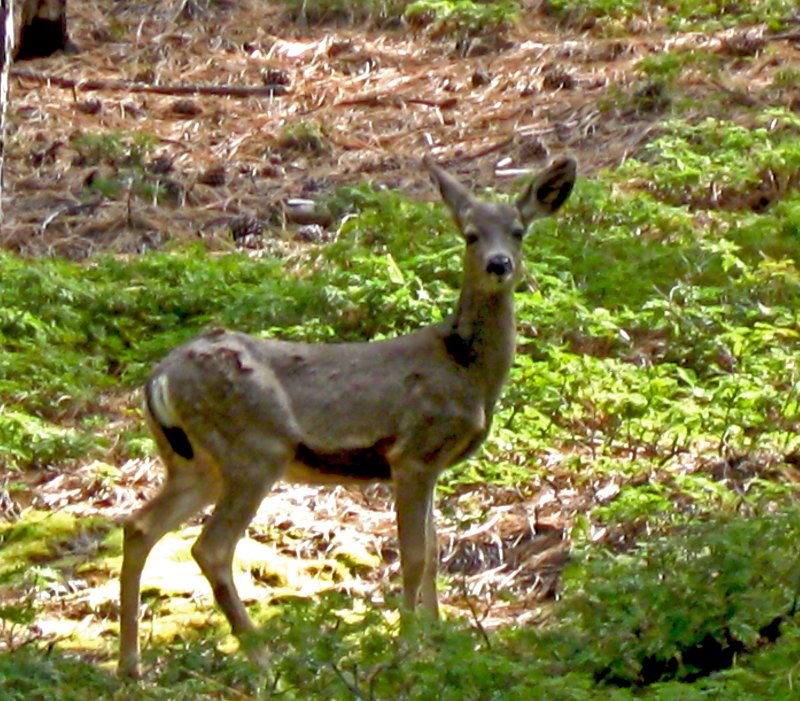 Красивые рисунки в Gartic Phone