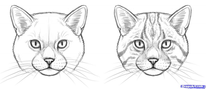 Нарисовать морду кота