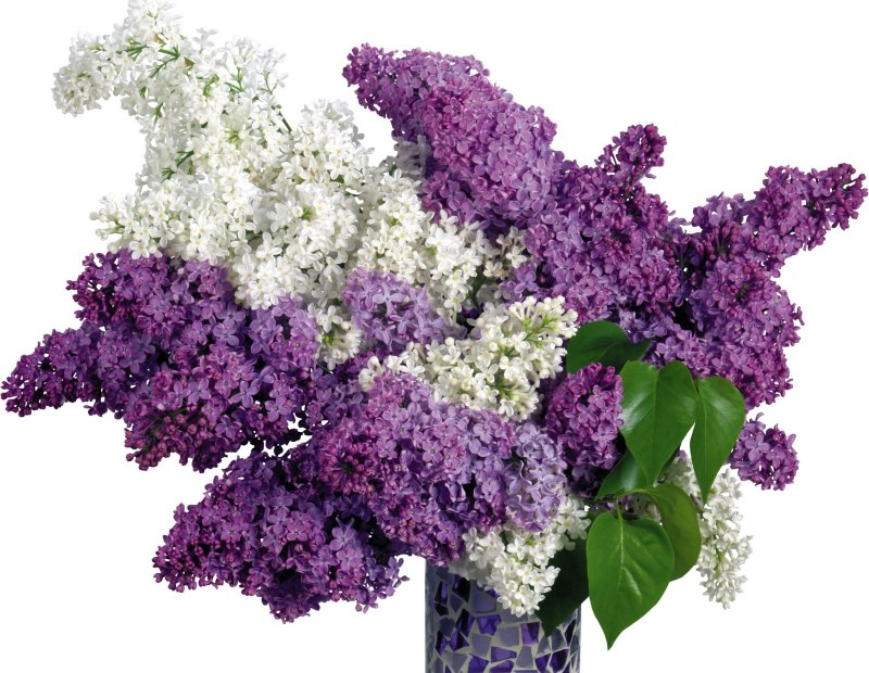Солидаго Lilac сиреневая