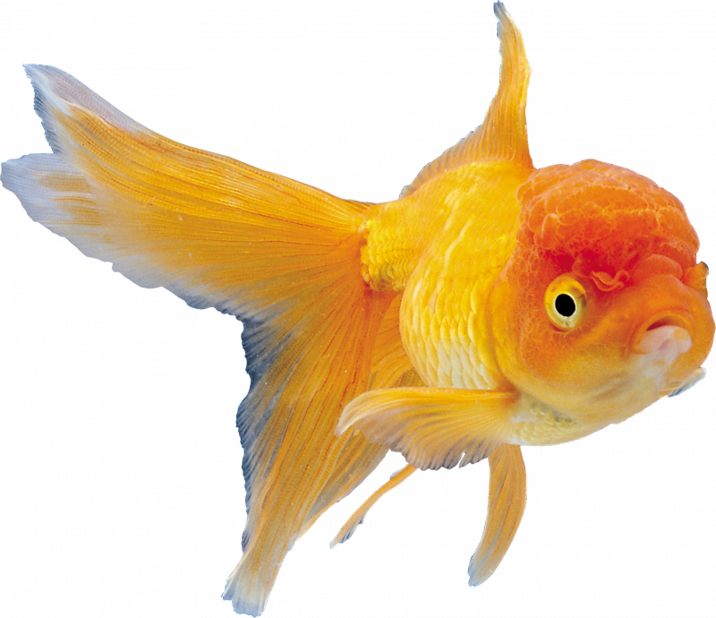 Картинка рыбки на прозрачном фоне. Рыбка. Рыбка на прозрачном фоне. Золотая рыбка на прозрачном фоне. Рыбки на белом фоне.