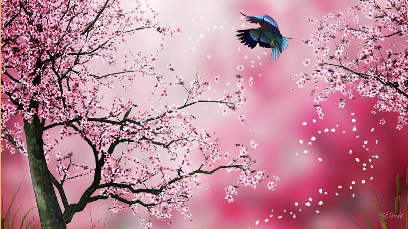 Sakura валлпаперс