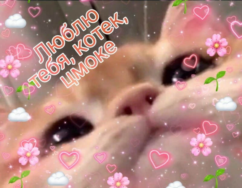 Котик признается в любви