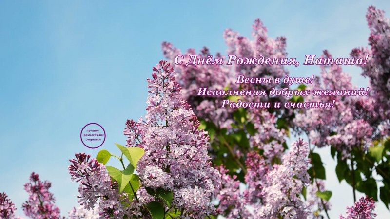 Весенние цветы гиацинты