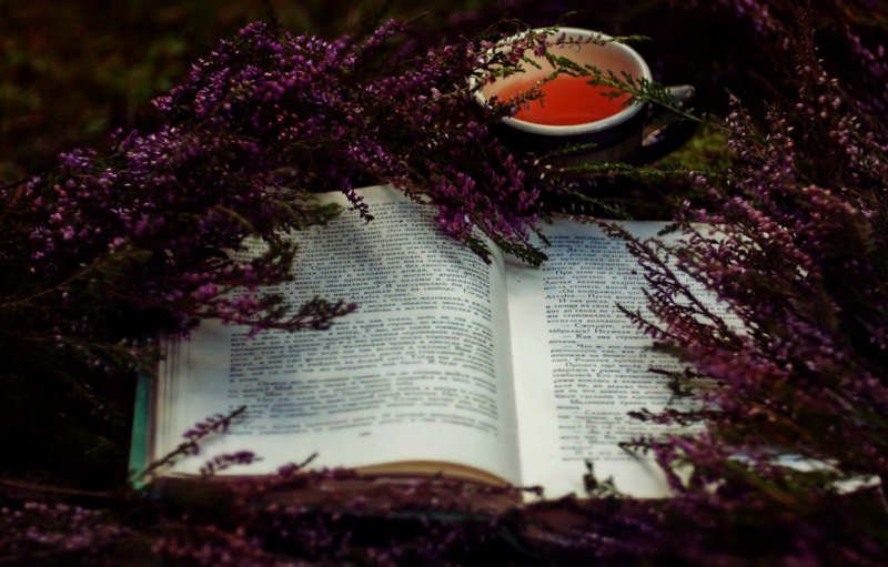 Вереск Calluna vulgaris