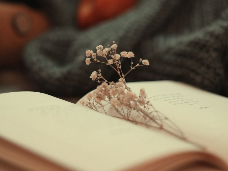 Сухоцветы обои