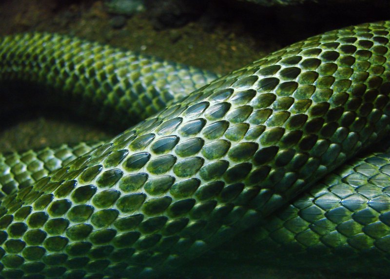 Эстетика Слизерина змея