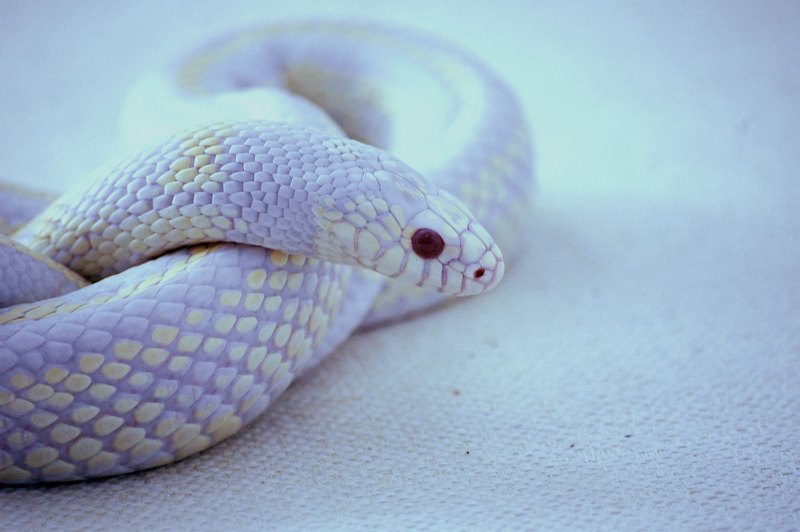 Техасский полоз альбинос