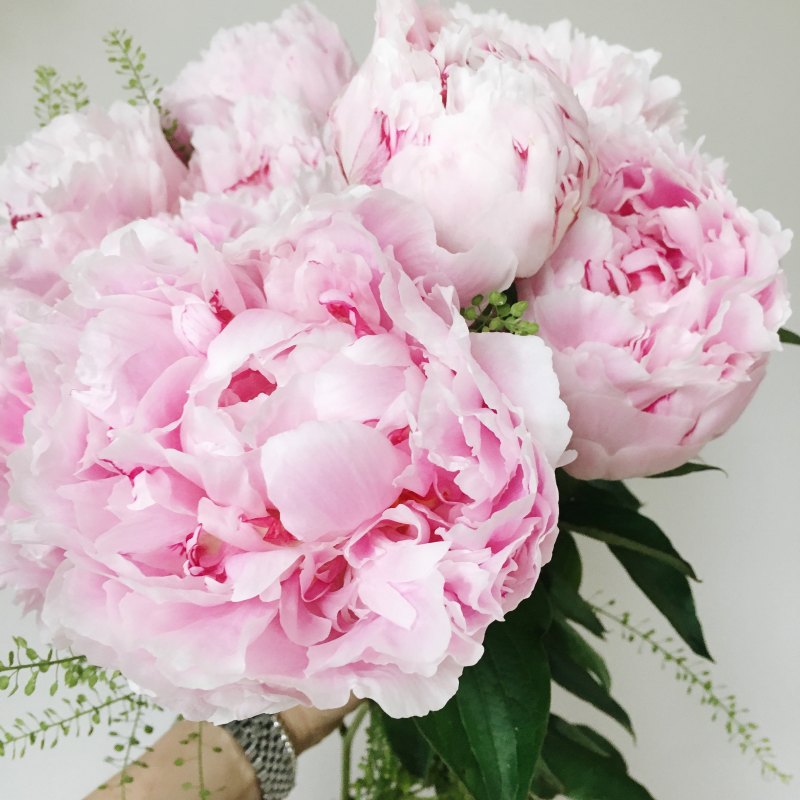 Роскошные пионы