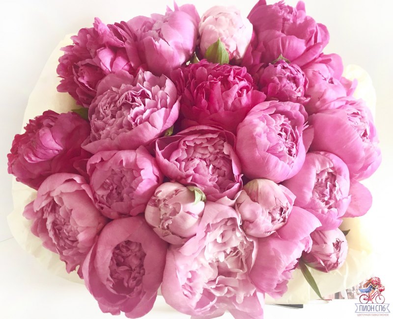 Букет пионов