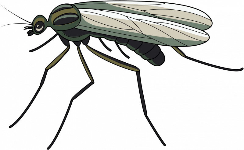 Жук Bug Картун