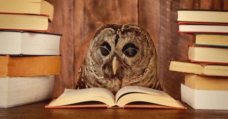 Сова с книжкой