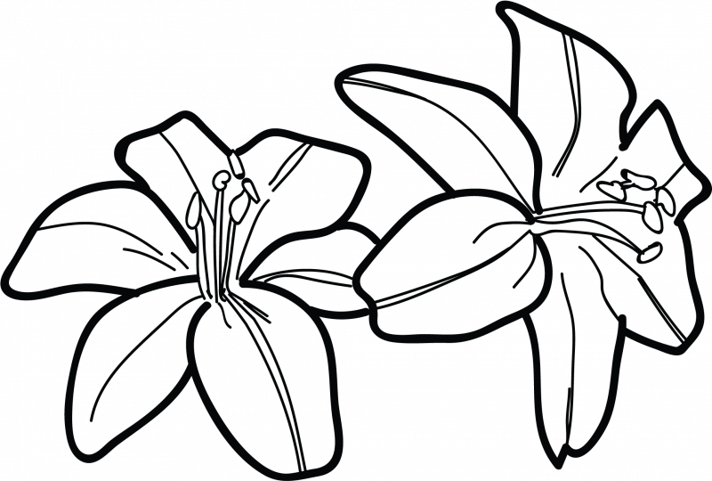 Лилия рисунок