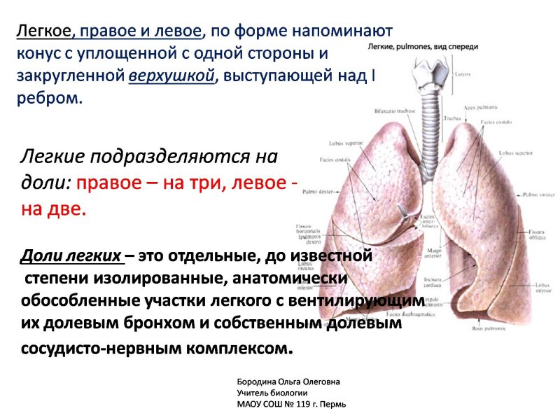 Правое и левое легкое рисунок