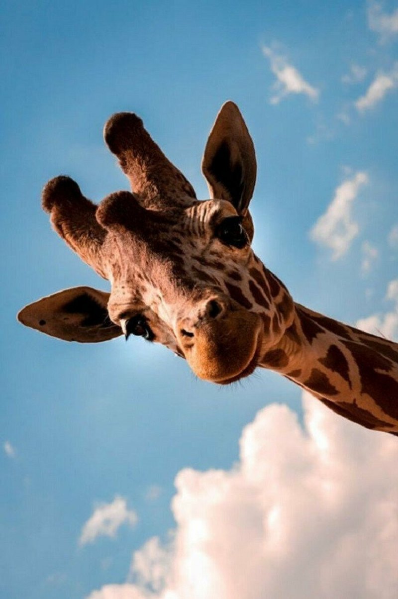 Жираф в очках