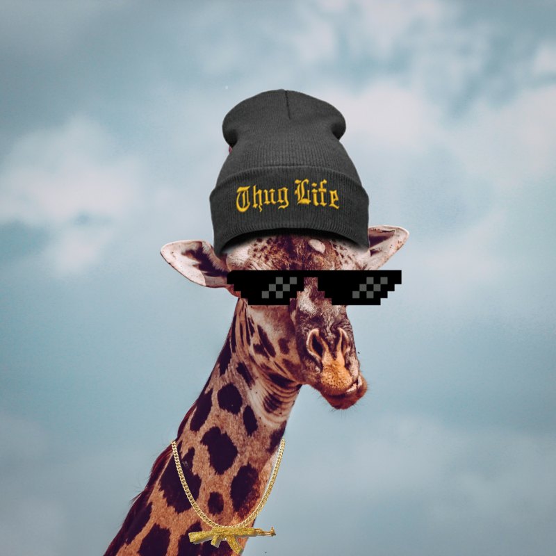 Жираф целует