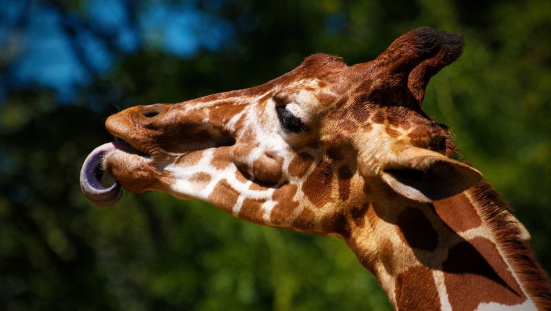 Кошка Жираф