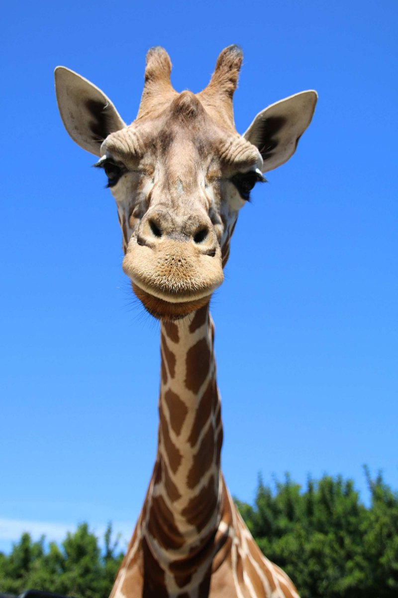 Смешной Жираф