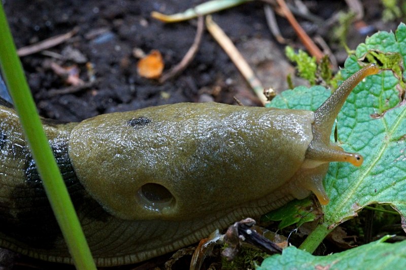 Garden Slug girl TF
