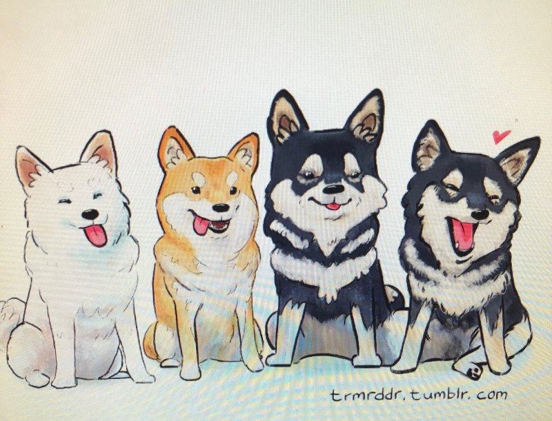 Сиба ину арт