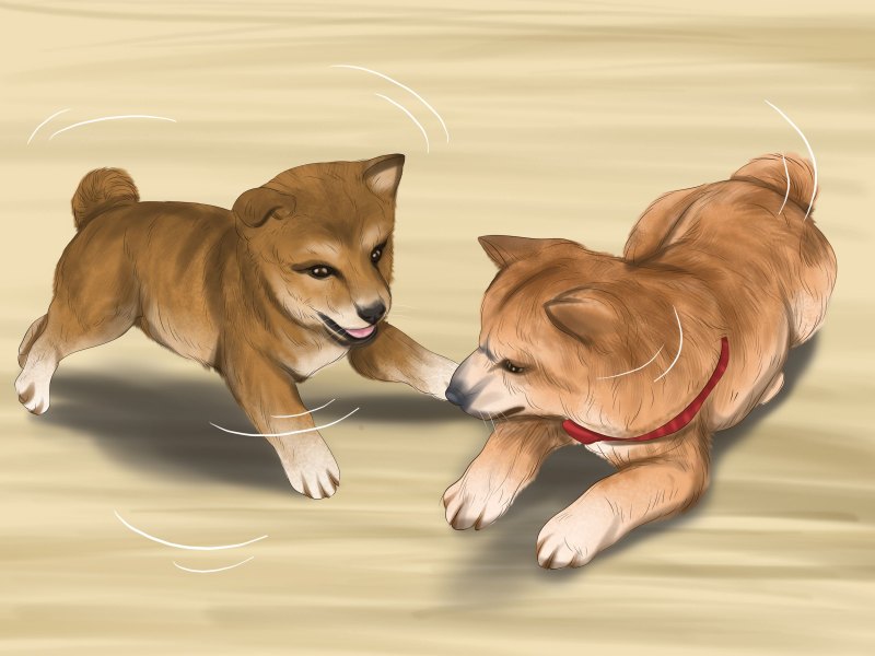 Собака Шиба ину арт