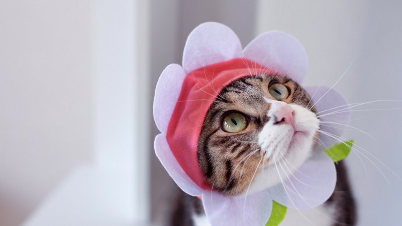 Кот с оленьими рогами