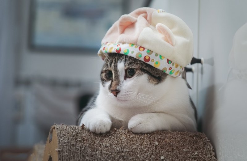 Шапочка котика