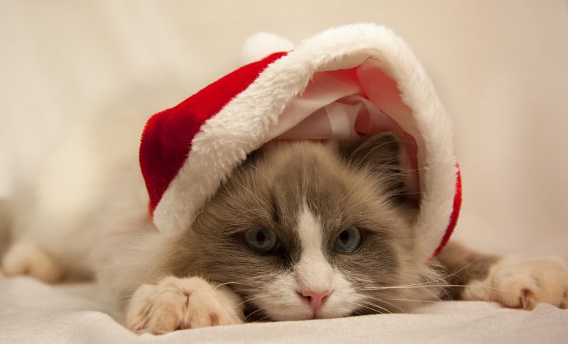 Шапочка котика