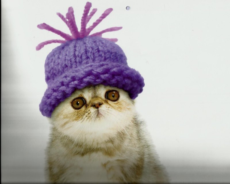 Котенок в шапочке