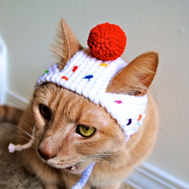 Котята фото смешные