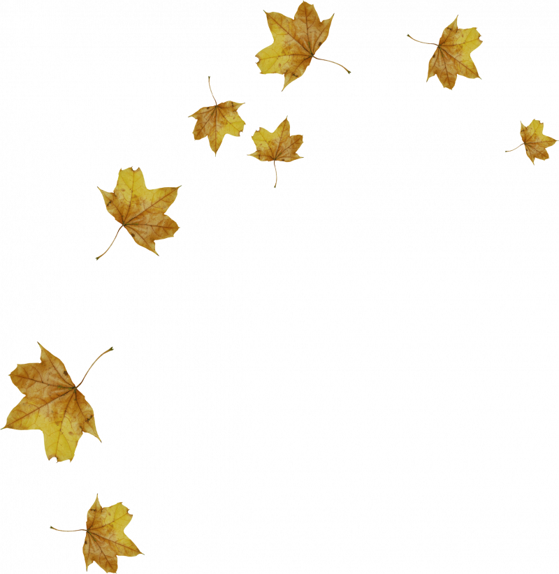 Листья пнг на прозрачном фоне. Падающие листья на прозрачном фоне. Желтые листья на прозрачном фоне. Летающие листья на прозрачном фоне. Падающие листья на белом фоне.