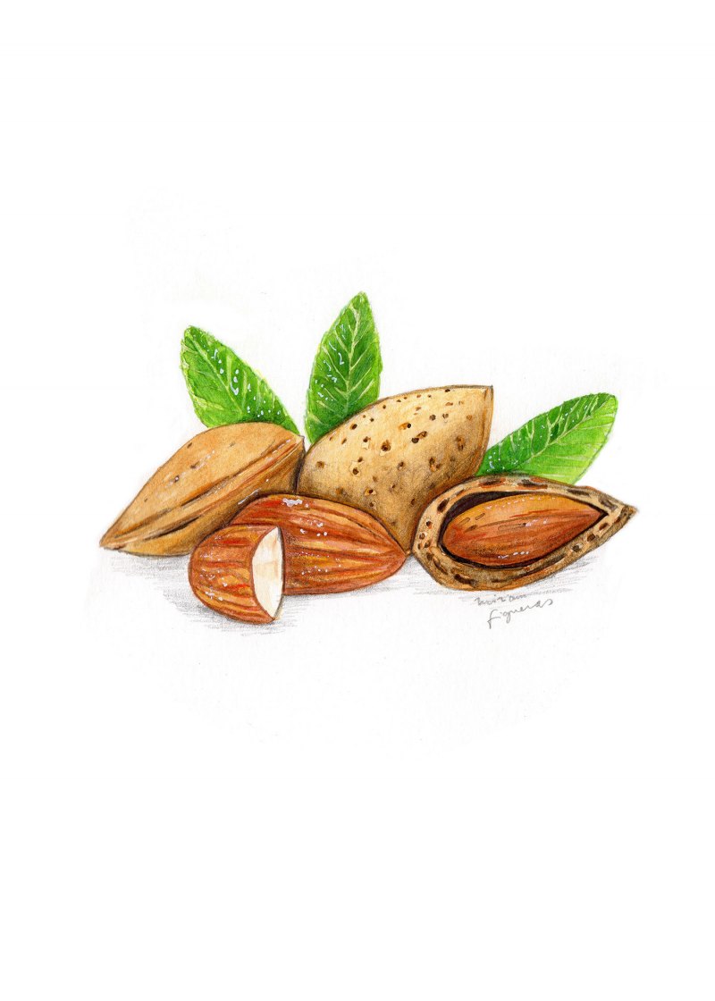 Миндаль акварель