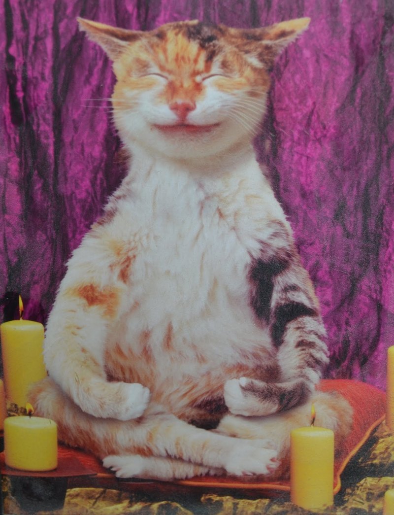 Котики на травке