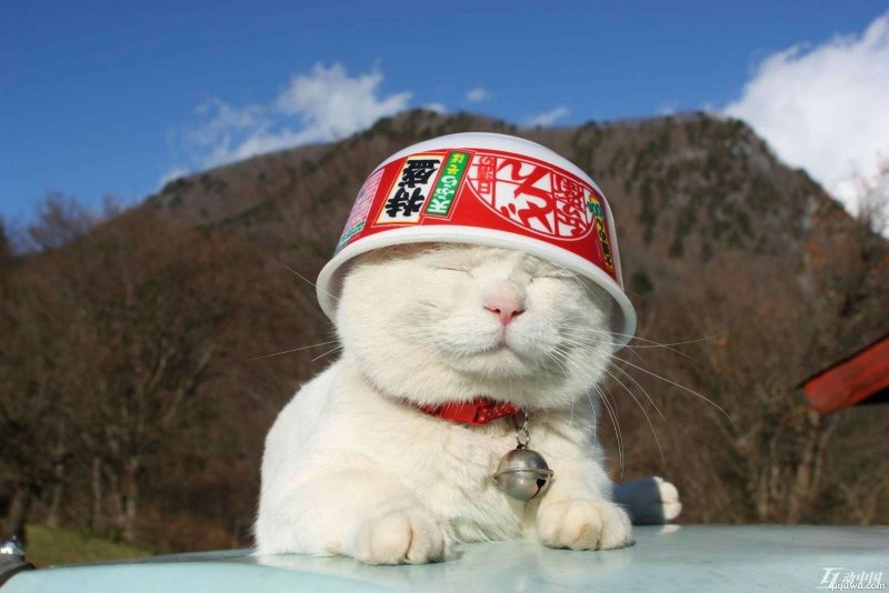 Дзен кошки и котята и коты