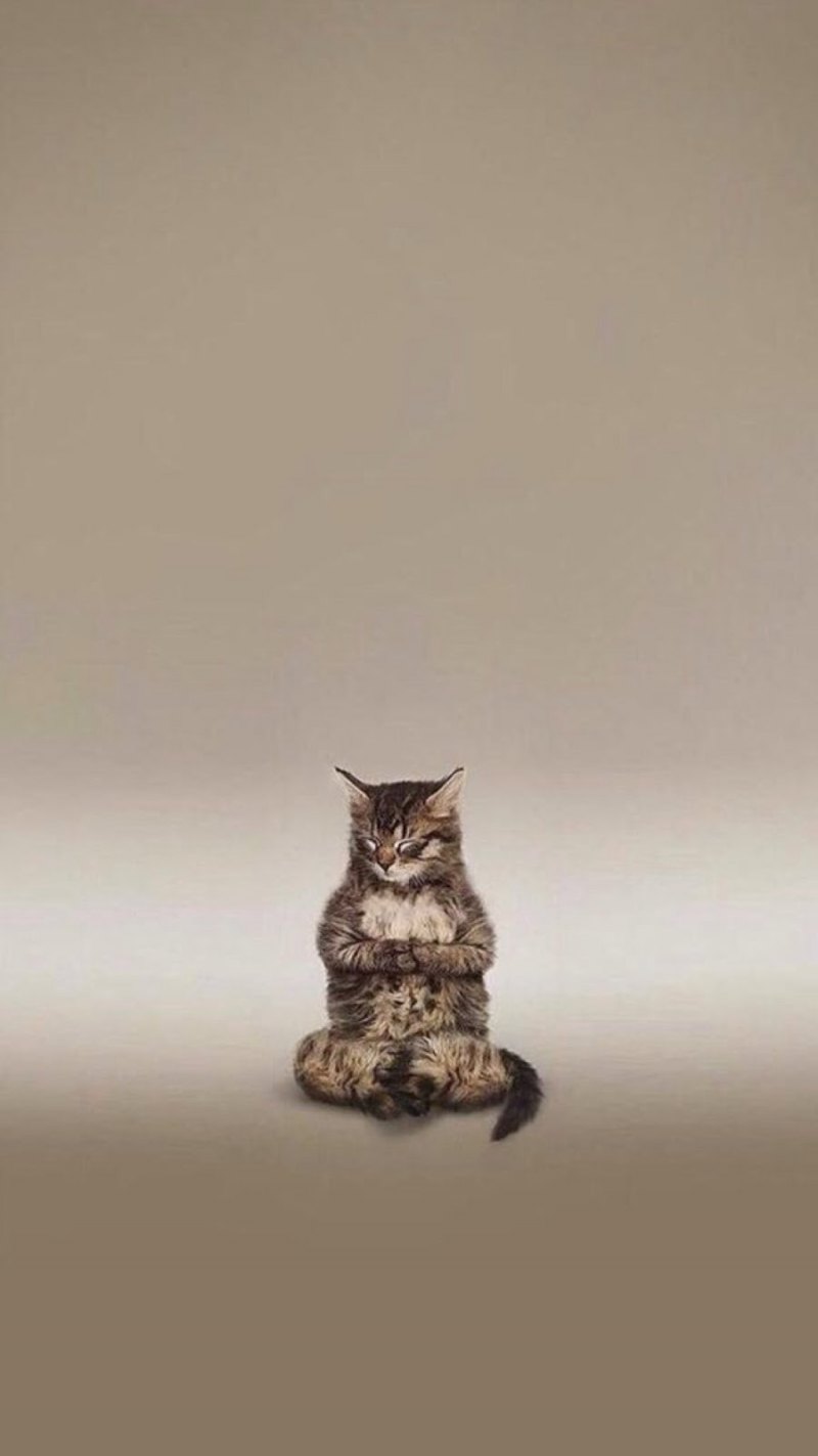 Кошки маленькие красивые