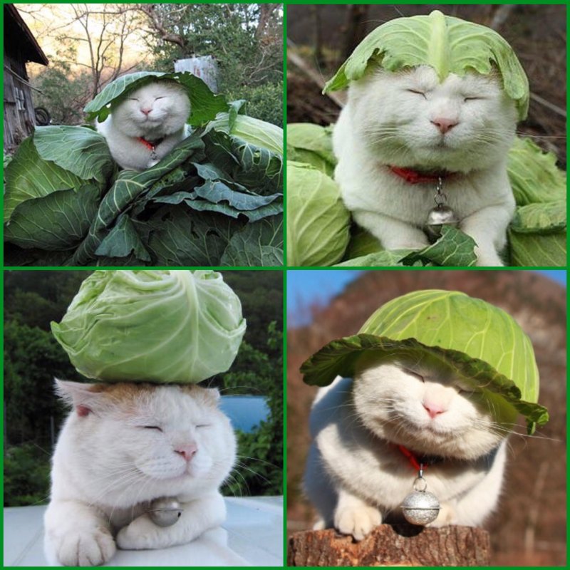 Кот Виталий дзен