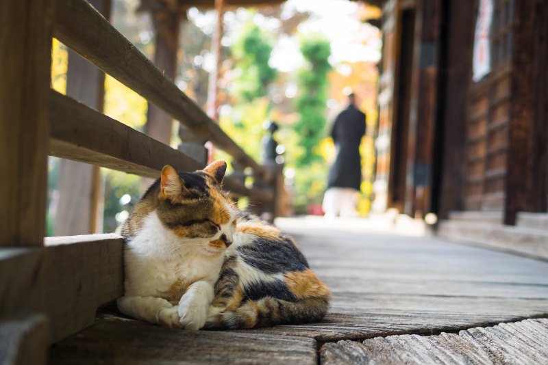 Кот Широ