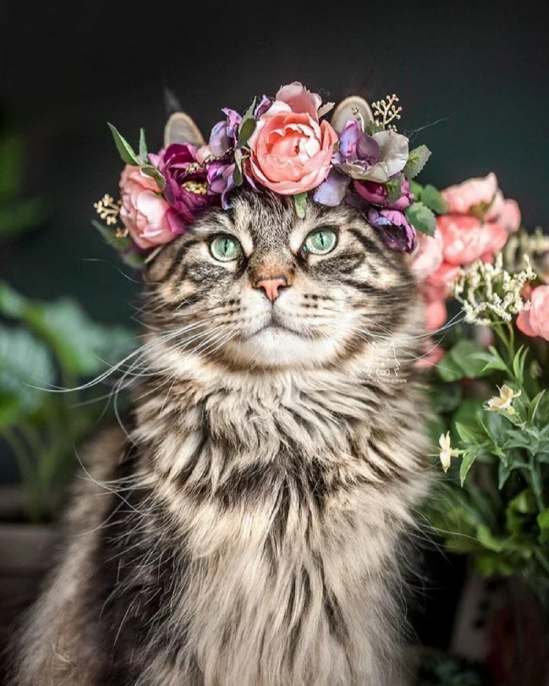 Кот медитирует