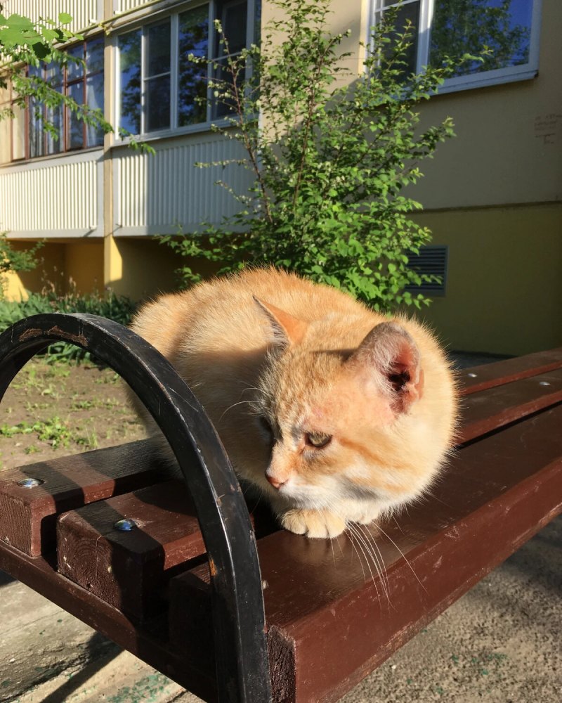 Киска