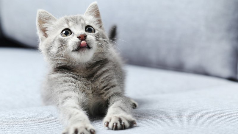 Котик дзен